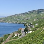 Vineyard area & lake